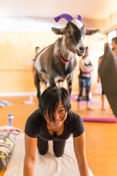 This Sloth Barre Workout Class is the New Goat Yoga - LAmag - Culture,  Food, Fashion, News & Los Angeles