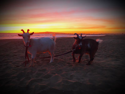 Party Goats LA - Goat Yoga in Los Angeles. Goats for parties, events ...