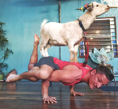 Goat Yoga in Los Angeles with the Party Goats! Get your goat on in a class  today! - PARTY GOATS® LA